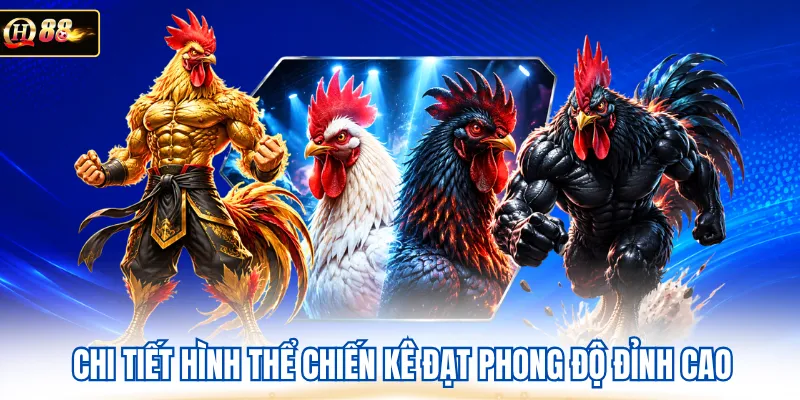 Chi tiết hình thể chiến kê đạt phong độ đỉnh cao